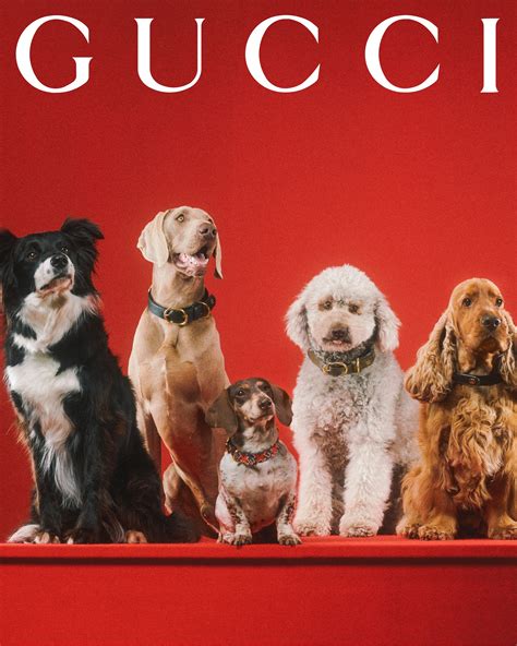 coleira gucci|Pet de milhões: Gucci lança linha de acessórios para cães e gatos.